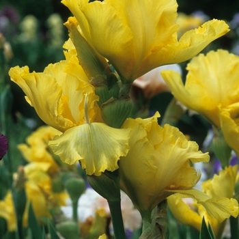 Iris germanica 'Double Trouble'