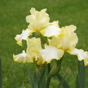 Iris germanica 'Eastertime' 
