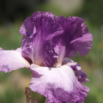 Iris germanica 'Elegant Society' 