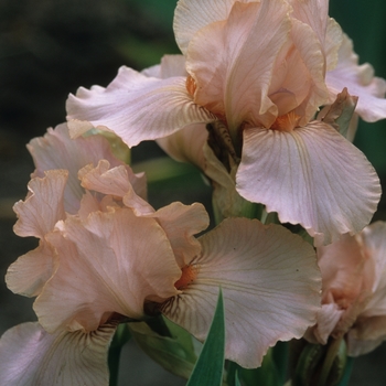 Iris germanica 'Emma Doodle'