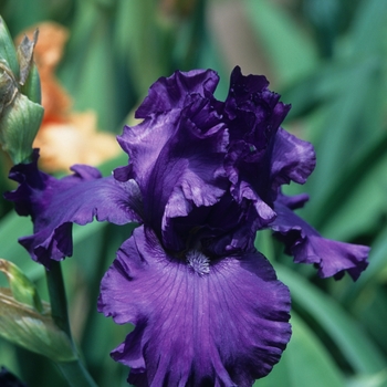 Iris germanica 'Emperor's Concerto' 