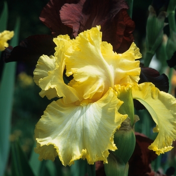 Iris germanica 'Enchantment' 