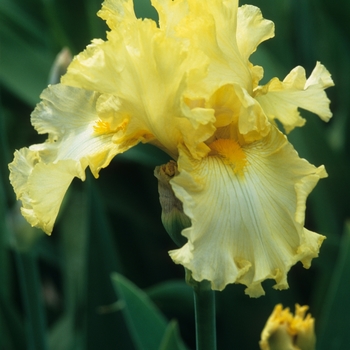 Iris germanica 'Entertainment'