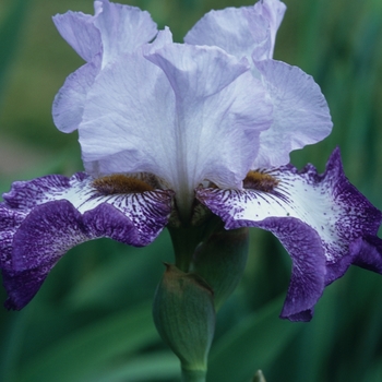 Iris germanica 'Everything Plus' 