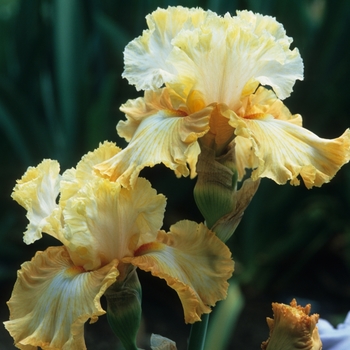 Iris germanica 'Fashion Designer' 