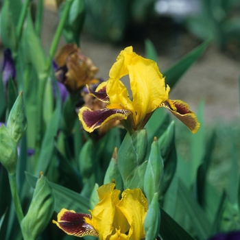 Iris germanica 'Festive Glow'