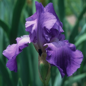 Iris germanica 'First Violet' 