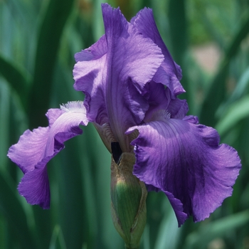 Iris germanica 'First Violet'