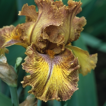 Iris germanica 'Freckled Sunshine'