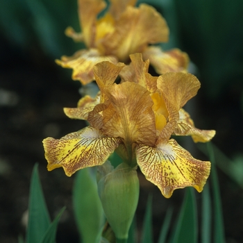 Iris germanica 'French Toast' 