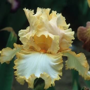 Iris germanica 'Frostico' 