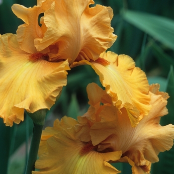Iris germanica 'Garacas' 