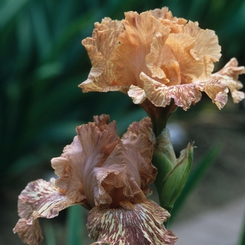 Iris germanica 'Giraffe Kneehiz' 