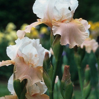 Iris germanica 'Girl Next Door'