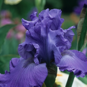 Iris germanica 'Glory Ballet' 