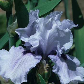 Iris germanica 'Glowing Rubies'