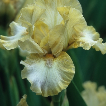 Iris germanica 'Goddess of Green'