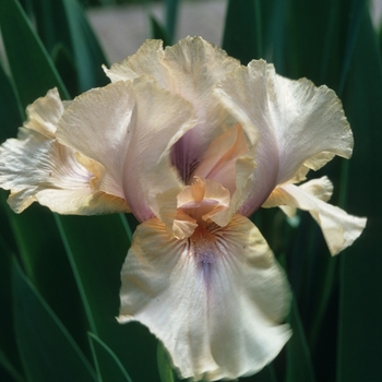 Iris germanica 'Goddess Of Pink' 