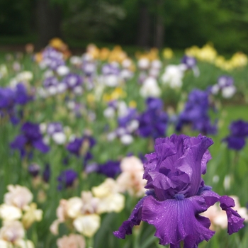 Iris germanica 'Grand Old Opry'