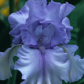 Iris germanica 'Gun Blue' 