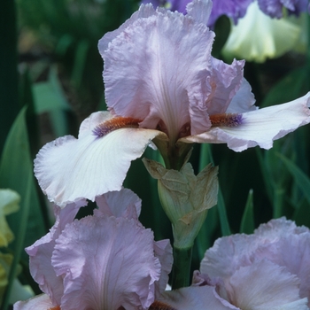 Iris germanica 'Halfway To Heaven'