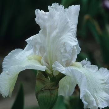 Iris germanica 'Helen Cochran' 