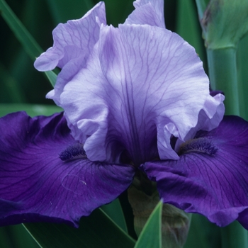 Iris germanica 'Helen K Armstrong' 