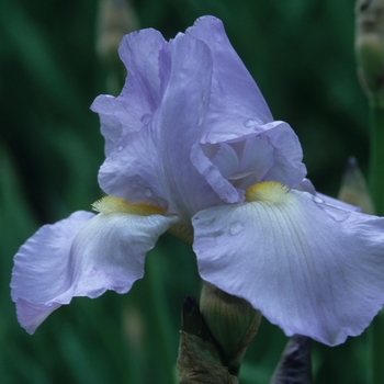 Iris germanica 'Helen McGregor' 