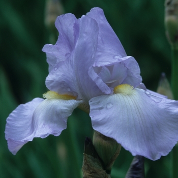 Iris germanica 'Helen McGregor'