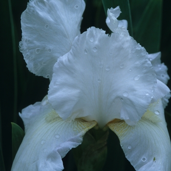 Iris germanica 'Henry Shaw' 