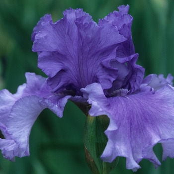 Iris germanica 'Honky Tonk Blues' 