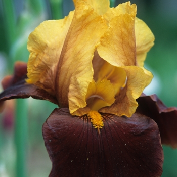 Iris germanica 'Hot Rhythm' 