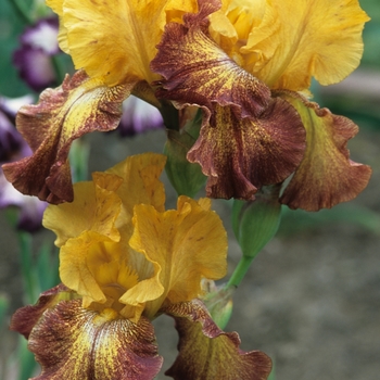 Iris germanica 'Hot To Trot' 