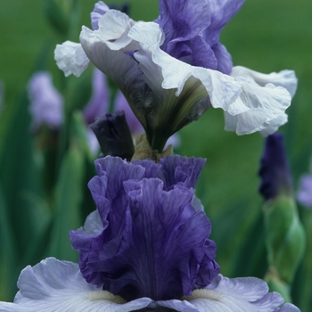 Iris germanica 'In Reverse' 