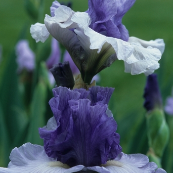 Iris ensata Dinner Plate 'Ice Cream' - Japanese Iris - Iridaceae (The