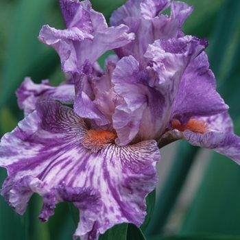 Iris germanica 'Isn't This Something' 