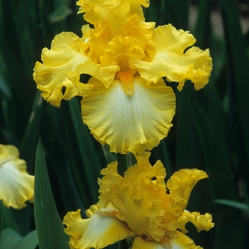 Iris germanica 'It's Magic' 