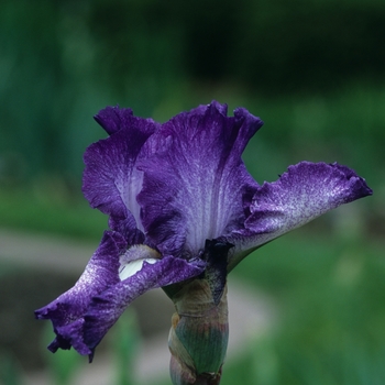 Iris germanica 'Jessies Song' 
