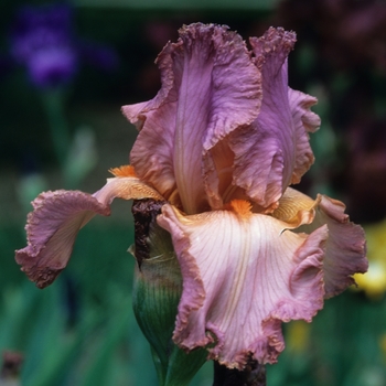 Iris germanica 'Joyous Morn' 