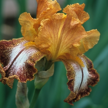 Iris germanica 'Kirk Lilt' 