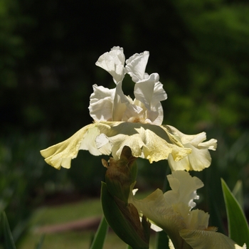 Iris germanica 'Kiwi Cheesecake' 