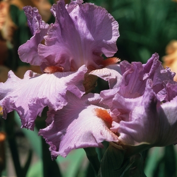 Iris germanica 'Lollapalooza' 
