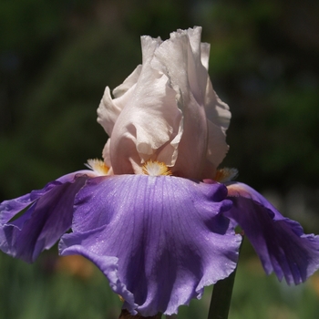 Iris germanica 'Last Chance' 