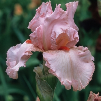 Iris germanica 'Laure Boswell' 