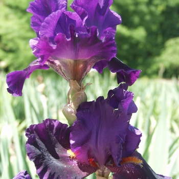 Iris germanica 'Lazy Day' 