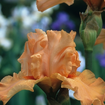 Iris germanica 'Legato' 