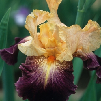 Iris germanica 'Let's Boogie' 