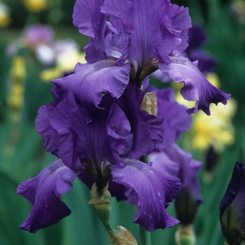 Iris germanica 'Lilla's Gloves' 