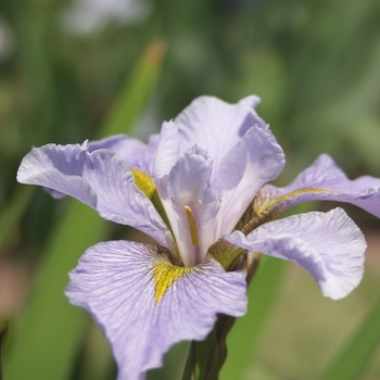 Iris louisiana 'Little Caillet' 