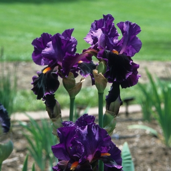 Iris germanica 'Local Color' 